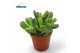Crassula convoluta 