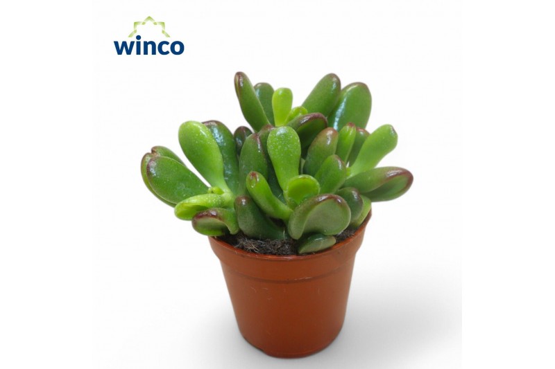 Crassula convoluta 