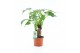 Alocasia cucullata op stam 