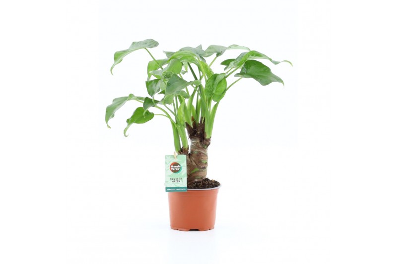 Alocasia cucullata op stam 