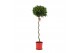 Laurus nobilis Spiraal stam 40 cm diameter 