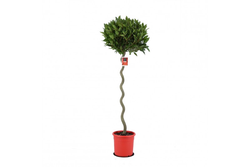 Laurus nobilis Spiraal stam 40 cm diameter 