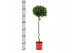 Laurus nobilis Spiraal stam 40 cm diameter 