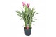 Curcuma alismatifolia siam supreme 