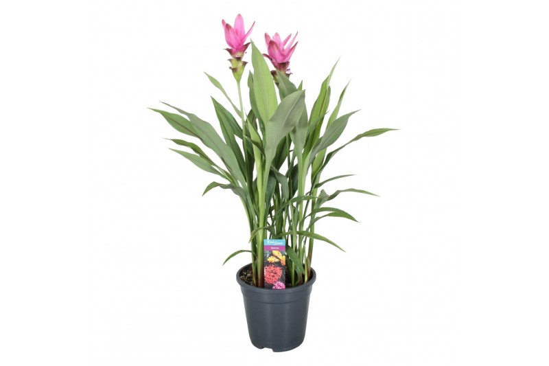 Curcuma alismatifolia siam supreme 