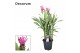 Curcuma alismatifolia siam supreme decorum 