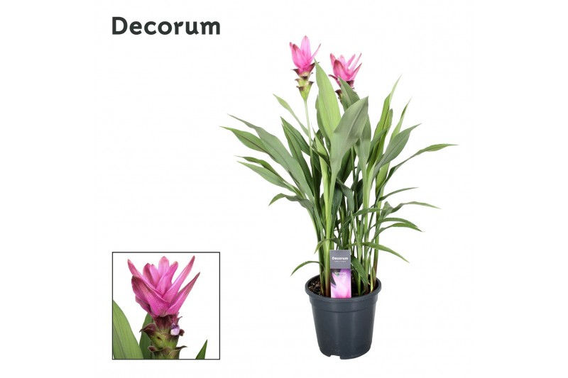 Curcuma alismatifolia siam supreme decorum 