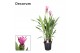 Curcuma alismatifolia siam supreme decorum 