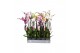 Phalaenopsis mix 3 tak - 22+ bloemen italy mix 