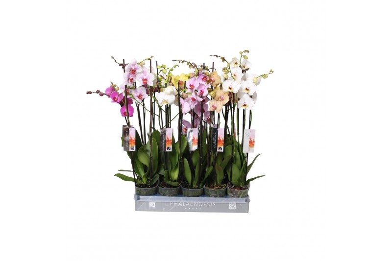 Phalaenopsis mix 3 tak - 22+ bloemen italy mix 