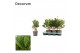 Laurus nobilis Struik 10 cm diameter 