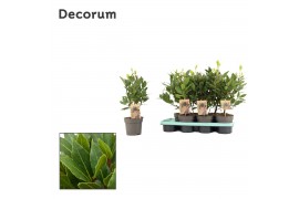 Laurus nobilis Struik 10 cm diameter