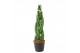 Sansevieria cylindrica twist 