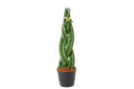 Sansevieria cylindrica twist