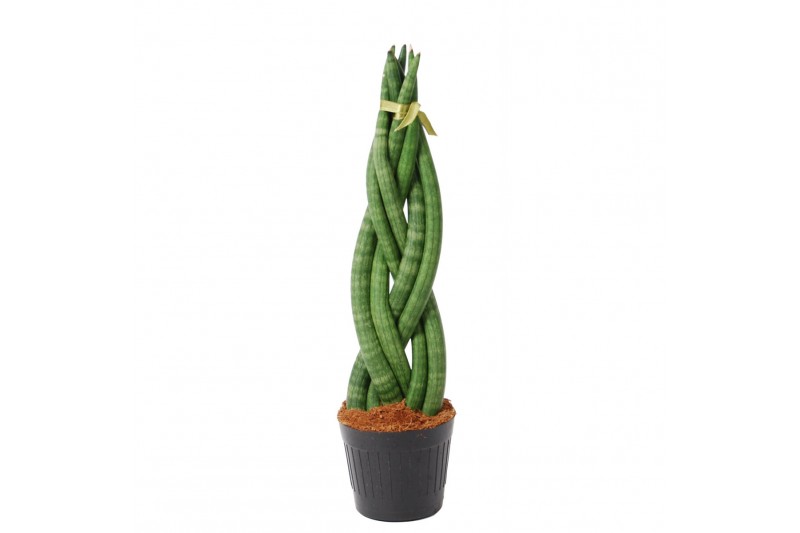 Sansevieria cylindrica twist 