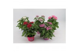 Pentas lanceolata mixkar Pentas mix Kar