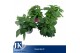 Pentas lanceolata mixkar Pentas mix Kar 