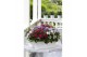 Pentas lanceolata mixkar Pentas mix Kar 