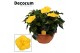 Hibiscus rosa-sinensis aura Decorum geel schaal 