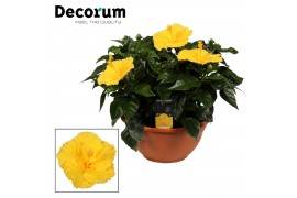 Hibiscus rosa-sinensis aura Decorum geel schaal