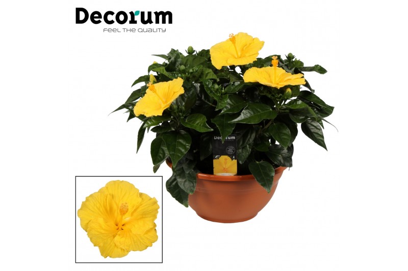 Hibiscus rosa-sinensis aura Decorum geel schaal 