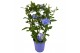 Plumbago auriculata op rek 