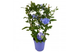 Plumbago auriculata op rek