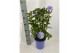 Plumbago auriculata op rek 