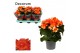 Begonia elatior du. reina oranje decorum 