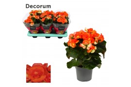 Begonia elatior du. reina oranje decorum
