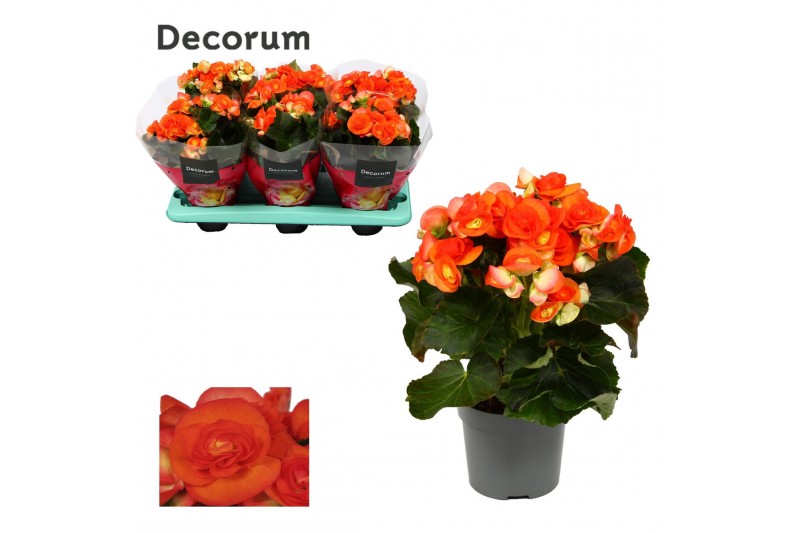 Begonia elatior du. reina oranje decorum 