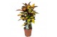 Codiaeum variegatum mrs iceton 