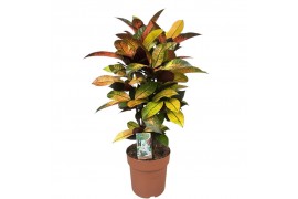 Codiaeum variegatum mrs iceton