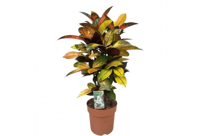 Codiaeum variegatum mrs iceton 