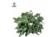 Phlebodium aureum davana Air So Pure, Hangpot 