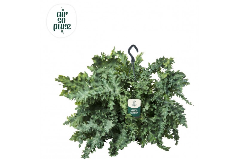 Phlebodium aureum davana Air So Pure, Hangpot 
