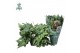 Phlebodium aureum davana Air So Pure, Hangpot 