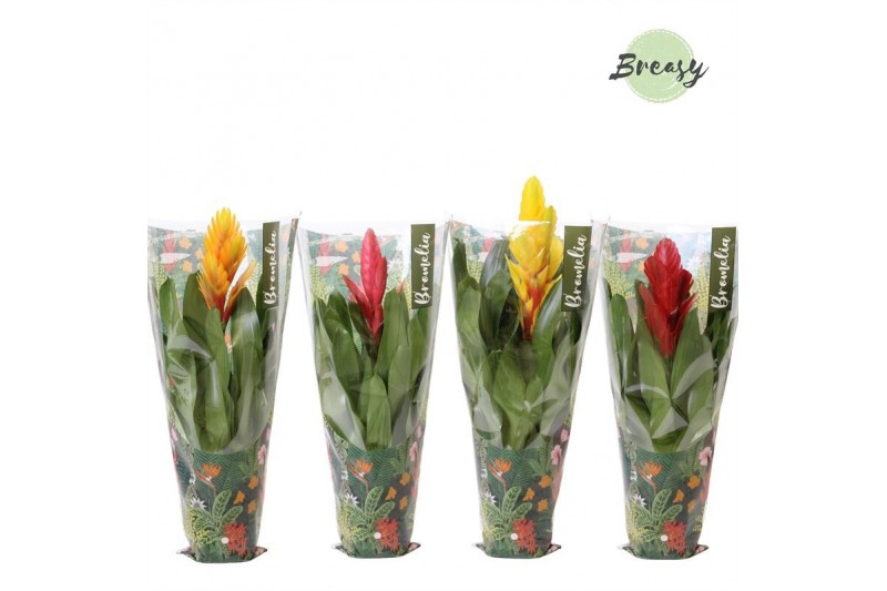 Vriesea mix Jungle hoes - Cupcake mix 
