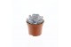 Echeveria runyonii 