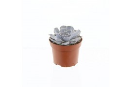 Echeveria runyonii