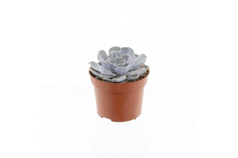 Echeveria runyonii 