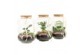 Arrangementen kamerplanten 21708: Mothers day arrangement 2 pp