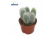 Cleistocactus straussi 