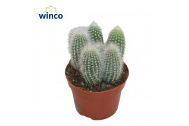 Cleistocactus straussi