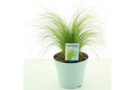 Stipa tenuissima ponytails