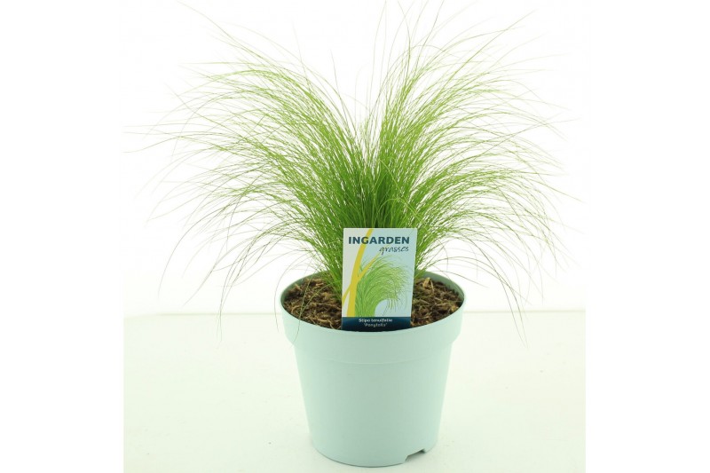 Stipa tenuissima ponytails 