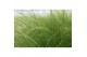 Stipa tenuissima ponytails 