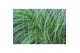 Stipa tenuissima ponytails 