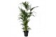 Howea forsteriana 10pp 