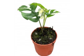 Rhaphidophora tetrasperma variegata